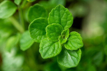 Plants from the botanical garden in Sofia