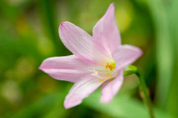 Fototapeta premium Plants from the botanical garden in Sofia