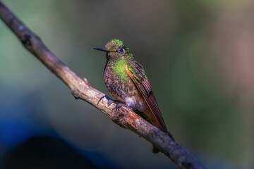 Buff-tailed coronet, a rare species of hummingbird