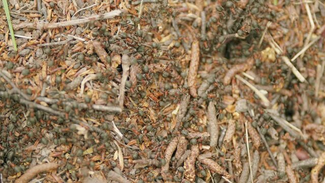 Teamwork concept anthill lifestyle in the forest. Ant colony moving over dry branches in the anthill. Macro view.