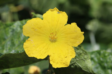 Cambodia. Luffa aegyptiaca, the sponge gourd, Egyptian cucumber or Vietnamese luffa, is an annual species of vine cultivated for its fruit, native to South and Southeast Asia.