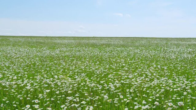 Garden white daisies sway in the wind among green grass. Beautiful daises. Against blue sky. Wide shot.