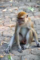 A monkey sitting on a paving road in a protected forest area in the city