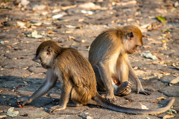 A group of monkeys sitting on a paving road in a protected forest area in the city