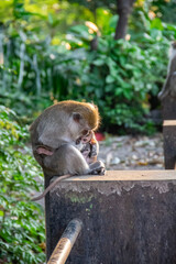 Mother monkey holding her cub in a protected forest area in the city