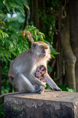 Naklejka na ściany i meble Mother monkey holding her cub in a protected forest area in the city