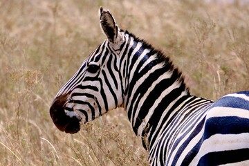 Kenya