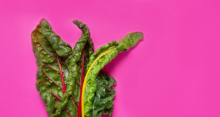 Fresh green curly kale leaves on pink background.