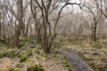 Fototapeta premium fine path through bare trees and vines