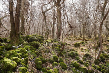 mossy rocks and vines in winter forest