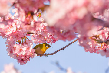 河津桜とメジロ
