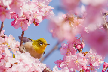 満開の桜とメジロ