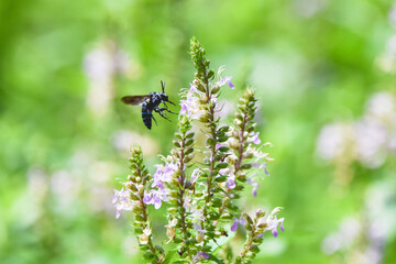 ブルービーとピンクの花