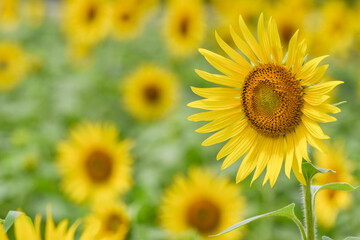 満開のひまわり畑