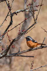 梅の木に止まるジョウビタキ