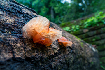 Wood mushrooms grew on tree bark.