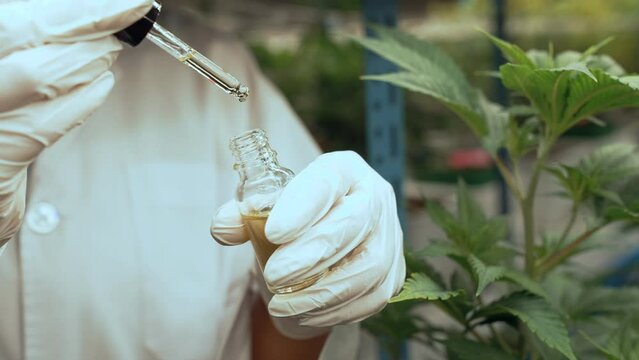 Scientist test CBD hemp oil product in curative indoor hemp farm . The hemp oil contain natural cbd extraction from organic hemp in the farm .