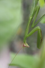 カマキリ
