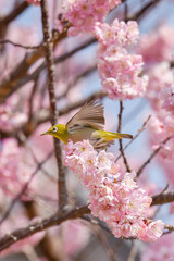綺麗な桜とメジロ