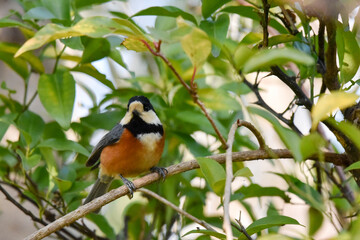 木の枝に止まったヤマガラ