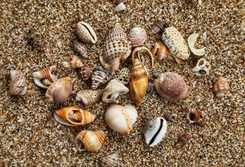 Seashell on the beach. Seashell background. Natural background. Beautiful background. Colorful background.