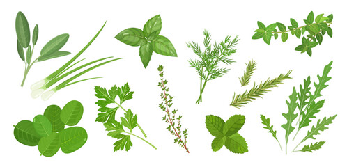 Spicy medicinal  culinary herbs set with thyme, mint, oregano, spinach and other plants, vector illustration isolated on white banner background © 5ph