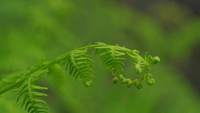 Beautiful emerald green healthy leaves of forest fern