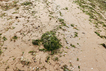 seaweed on beach sands