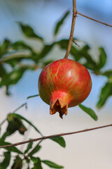 Pomegranate