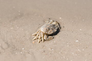 Krabbe an der Nordsee
