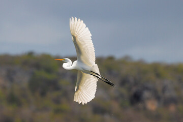 Silberreiher im Flug