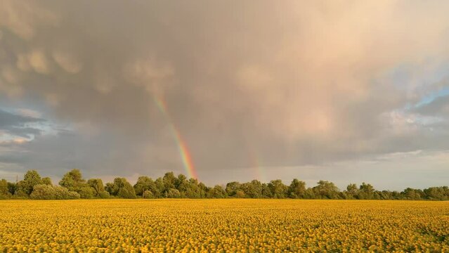 Spectacular field of yellow blooming sunflowers and rainbow. Filmed in UHD 4k video.