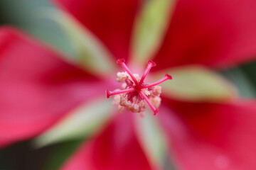 Momijiaoi (Scarlet rose mallow) flowerhead, stamen pistil close up macro photography.