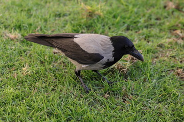 Crow close up on green grass