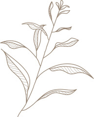 Leaf doodle transparency for decoration.