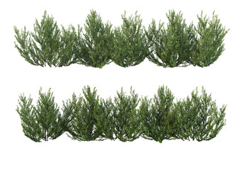 Shrubs and grass on a transparent background
