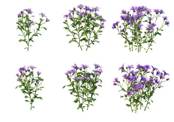 Flowers on a transparent background
