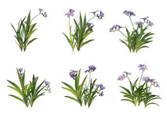 Fototapeta na wymiar Flowers on a transparent background 