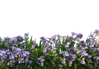 Flowers on a transparent background
