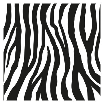 Black stripes on the skin of a zebra for decoration graphics