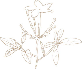 Flower doodle transparency for decoration.	