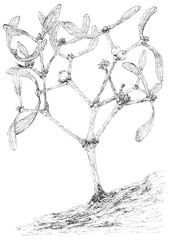 Mistletoe plant (Viscum album) botanical drawing. Ink on paper.