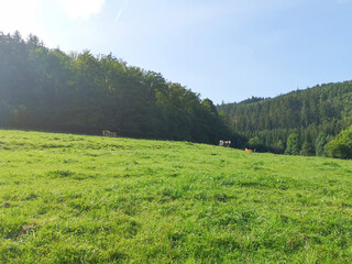 Landscape Trees Grass Nature Photo in NRW Sauerland Germany