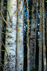Fototapeta premium birch forest in autumnåre,jämtland,sverige,sweden,sommar,årstid,norrland,natur,eu,jorden,ADVHER22