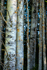 birch forest in autumnåre,jämtland,sverige,sweden,sommar,årstid,norrland,natur,eu,jorden,ADVHER22