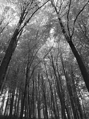 Landscape Trees Grass Nature Photo in NRW Sauerland Germany
