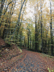 Landscape Trees Grass Nature Photo in NRW Sauerland Germany