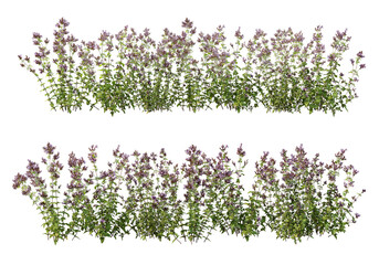 Shrubs and flower on a transparent background
