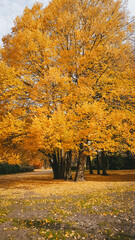 Autumn golden landscape, Park in the city, October