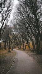 Gloomy autumn landscape, Park in the city, October